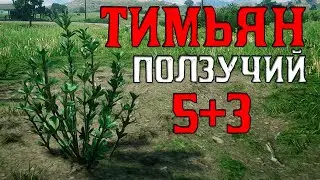 Тимьян ползучий 5 - red dead online