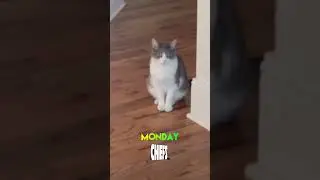 Baby Cat's Fantasy Football Team