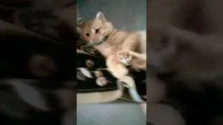 Милашка😘💓 Музыка Автора @simb