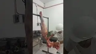 deboning beef hind quarter.