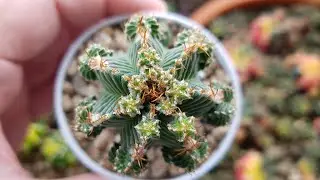 Aztekium Cactus - Grafted