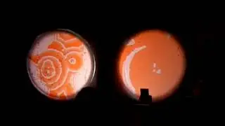BZ Chemical Reaction performance