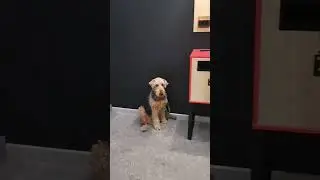 DOG ждёт в Казань Экспресс 