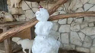 Арктические Лисы 😍 Парк Миниатюр 🌲