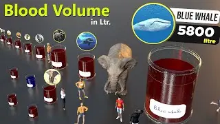 Blood Volumes comparison by liter | Animal | Dinosaur | Godzilla| Kong | Human bloods