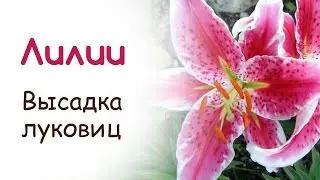 Весенняя высадка луковиц лилий в открытый грунт