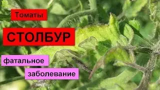 Болезни томатов. 