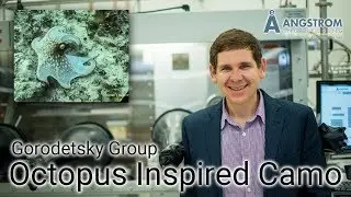 Research Spotlight | The Gorodetsky Group creates octopus inspired camo