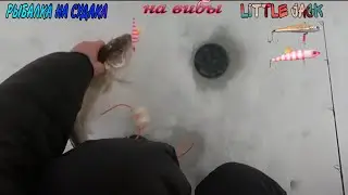 Рыбалка на судака на вибы Little jack: Уловистая приманка для зимней рыбалки