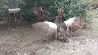 Борьба за первенство