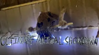 Ultimate Animal Showdown - Stop Motion Animated Series Teaser Trailer! (Read Desc)