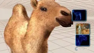 Do they not look at the Camels, how they are made?