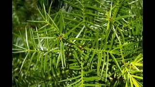 Прочие #хвойные2 Other #conifers2 #Хвойные растения42 #Conifers42 Декоративные растения