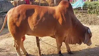 American Breed Brahman Cross Bull For Qurbani • Bangladeshi Brahman • Qurbani Goru • Cow Lovers