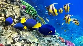 Красное море, Египет. Red Sea, Egypt