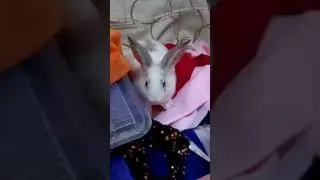 El conejo consentido sin derecho de autoe