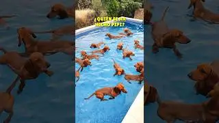 The Trufitas TAKE OVER the pool! 😱😂