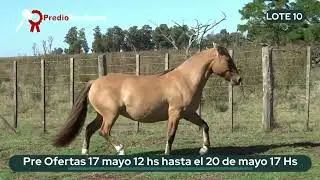 LOT 10 Cherapé Fajita