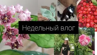недельный влог 🌸/цветение 🪻/посылки💌/зоопарк 🦄🦌🐕/цветение хой🪴