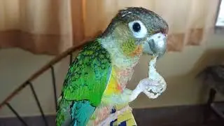 Green cheek conure eating Dosa 🤣#97