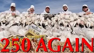 250 Snow Geese AGAIN with Claudio Ongaro | Alberta Duck Hunting and Goose Hunting @Cabela-s #250club