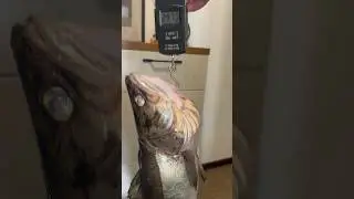 Хорошая рыбалка с Вкусным итогом)! #shorts #вкусно #fish #судак #рыбалка