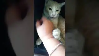 Cat My Love