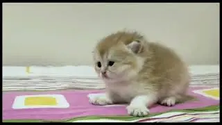 British shorthair kittens at 21 days old | Lambo and Porsha