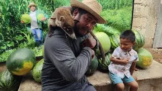 😔mira cuanto esfuerzo para hacer yegar esta cosecha🍉🐎🚶