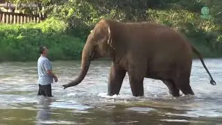 Caretaker reunites with elephants after 14 months