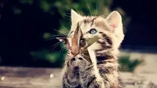 top 10 des chats mignons