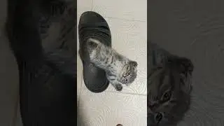 тапок утомил котенка