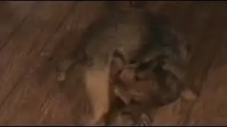 DOG DOES HIMSELF