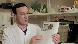 О гигиеническом поведении пчёл