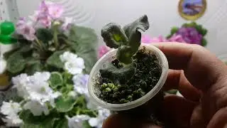 Детки фиалок с цветоносов. 2 способа