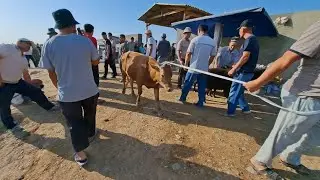 SOTILGAN MOLLAR NARHLARI SURXONDARYO VILOYATI QIZIRIQ JAXON MOL BOZORIDA @Surxonuz75