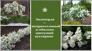 ❀ Экзохондра - неприхотливый и обильно цветущий кустарник