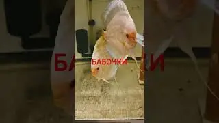 БАБОЧКИ, БАБОЧКИ, БАБОЧКИ!