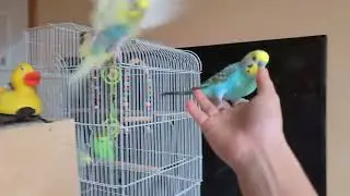 Parakeets 44. 