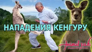The most talked about kangaroo attacks on humans
