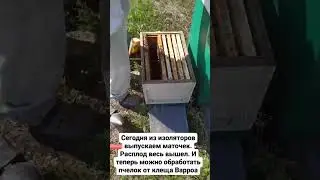 #пасекаермаковых
