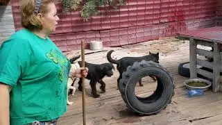 Наглая Петровна и здоровье курцхаара Ричарда
