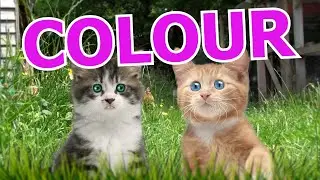 Colour - Rathergood Chat episode 5