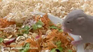 Забавные хомячки FUNNY cute baby HAMSTERS малыши сирийского хомяка | Юмор Смешное