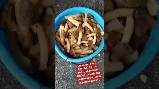 Гриб сморчок