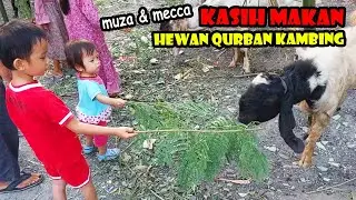 Kasih Makan Hewan Qurban Kambing