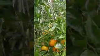 MOUTHWATERING  MANDARIN 