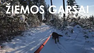 Žiemos garsai