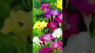 Самые красивые цветы для вашей клумбы 