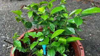 Cómo germinar guanábana desde la cosecha hasta tener arbolitos 🌳